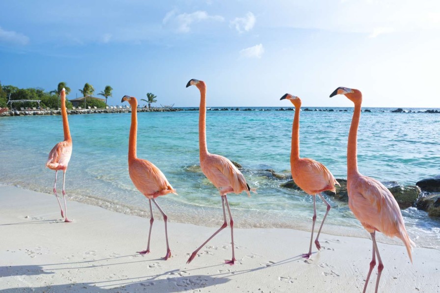 Dieren Wallgroup | Rij Van Flamingo'S Op Het Strand Fotobehang