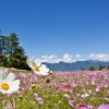 Natuur Wallgroup | Bloemenveld Met Mooie Achtergrond Fotobehang