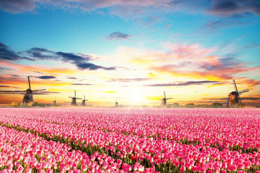 Natuur Wallgroup | Hollands Roze Tulpenveld Fotobehang