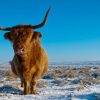 Landschap Wallgroup | Schotse Hooglander Met Een Blauwe Lucht Fotobehang