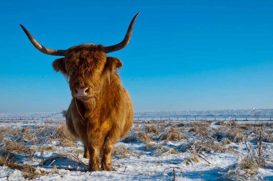 Landschap Wallgroup | Schotse Hooglander Met Een Blauwe Lucht Fotobehang