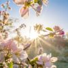 Natuur Wallgroup | Felle Zon Achter Bloesem Takjes Fotobehang