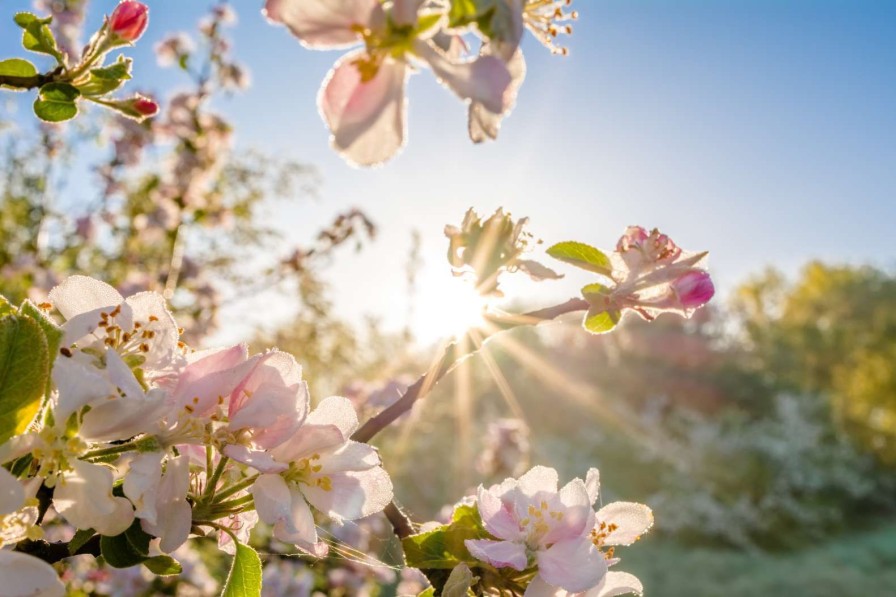 Natuur Wallgroup | Felle Zon Achter Bloesem Takjes Fotobehang