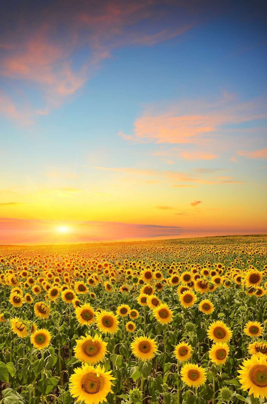 Natuur Wallgroup | Zonnebloemen Bij Zonsondergang Fotobehang