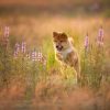 Dieren Wallgroup | Shiba Inu In Het Veld Fotobehang