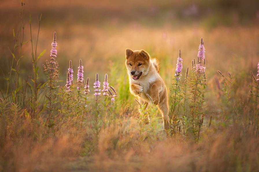 Dieren Wallgroup | Shiba Inu In Het Veld Fotobehang