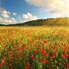 Natuur Wallgroup | Klaprozen Met Zonsondergang Fotobehang