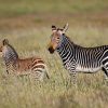 Dieren Wallgroup | Kaapse Bergzebra Met Een Veulentje Fotobehang