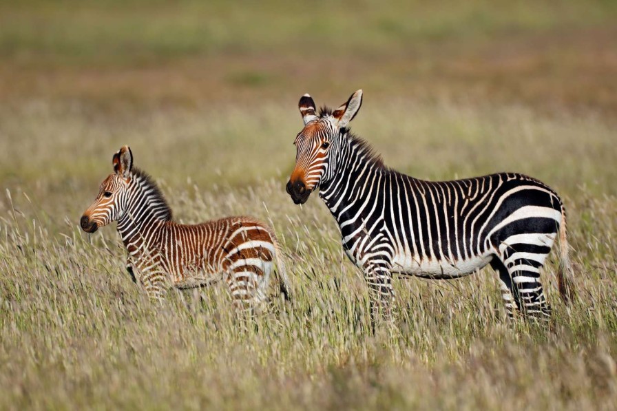 Dieren Wallgroup | Kaapse Bergzebra Met Een Veulentje Fotobehang