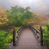 Natuur Wallgroup | Houten Brug In Een Japanse Tuin Fotobehang