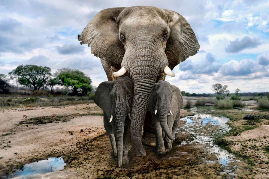 Dieren Wallgroup | Olifant Met Kinderen Fotobehang