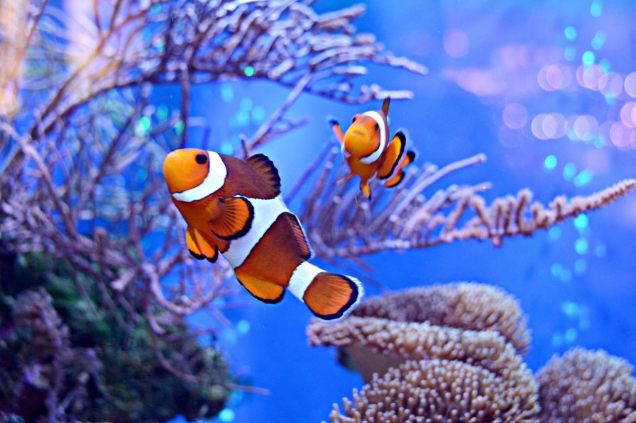 Landschap Wallgroup | Anemoonvissen In Een Groot Aquarium Fotobehang