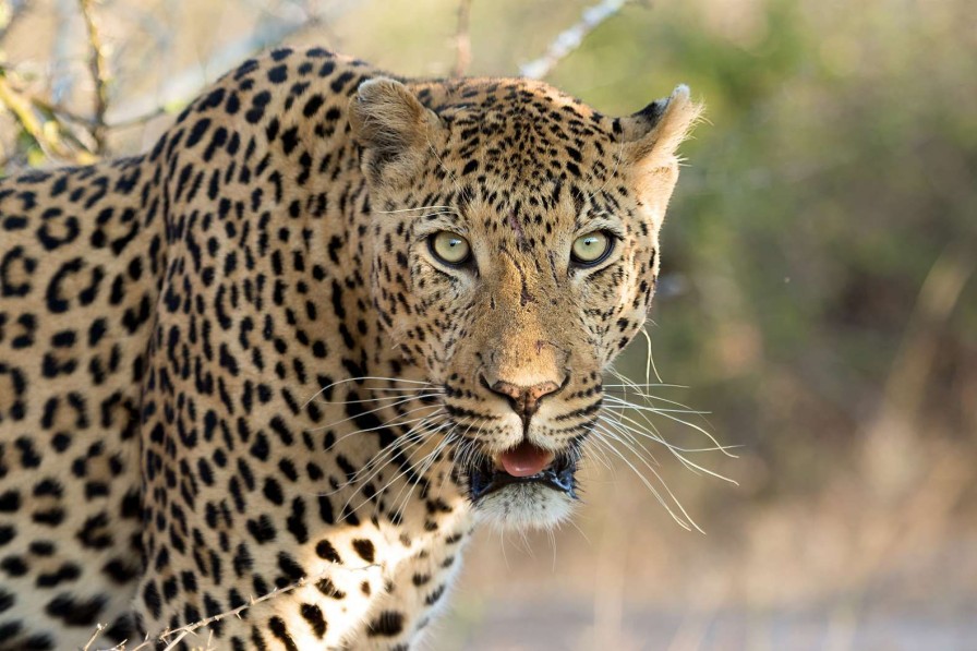 Dieren Wallgroup | Portret Luipaard In Zuid-Afrika Fotobehang