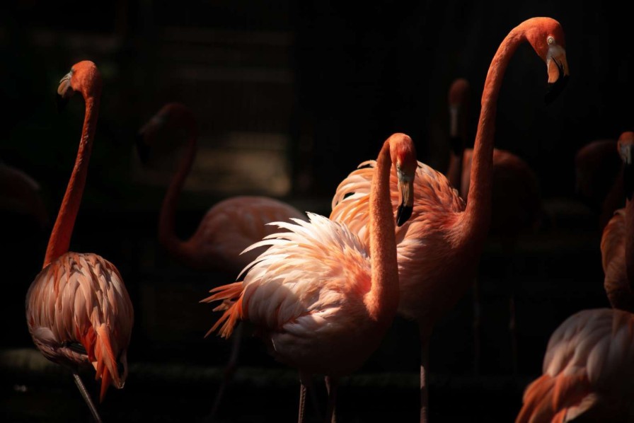 Dieren Wallgroup | Flamingo'S Met Een Donkere Achtergrond Fotobehang