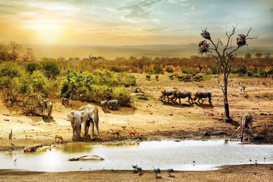 Dieren Wallgroup | Dieren In De Afrikaanse Savanne Fotobehang