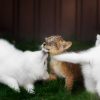 Dieren Wallgroup | Welpje Speelt Met Zwitserse Witte Herders Fotobehang