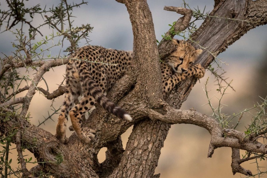 Dieren Wallgroup | Luipaard Krabt Aan Een Boom Fotobehang