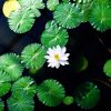 Natuur Wallgroup | Opvallende Witte Kleine Lotusbloem Fotobehang