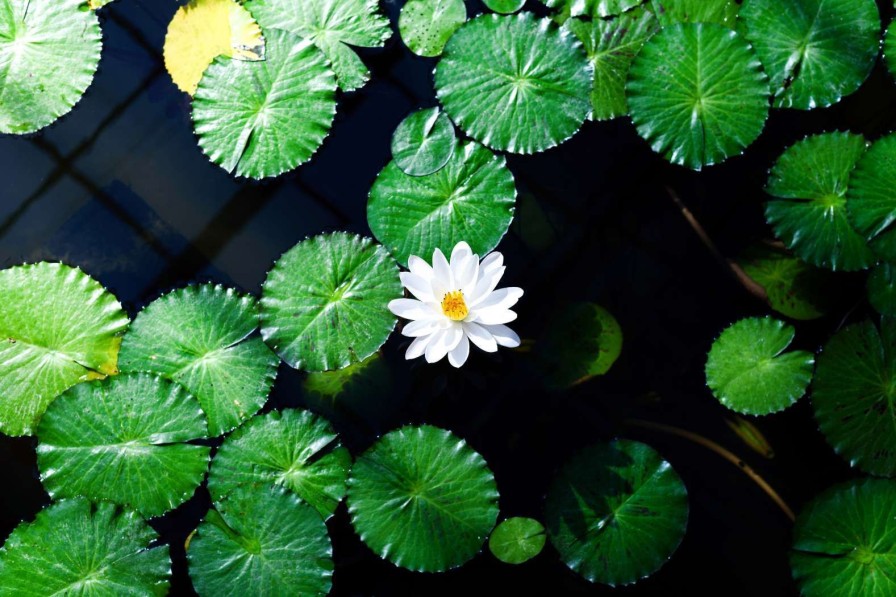 Natuur Wallgroup | Opvallende Witte Kleine Lotusbloem Fotobehang