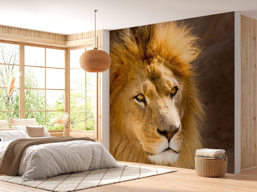 Dieren Wallgroup | Starende Leeuw Close-Up Fotobehang