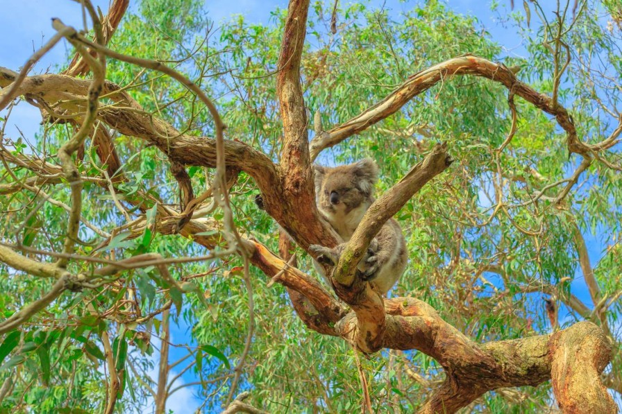 Natuur Wallgroup | Koala In Een Eucalyptus Boom Fotobehang