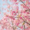 Natuur Wallgroup | Sakura Bloem Fotobehang