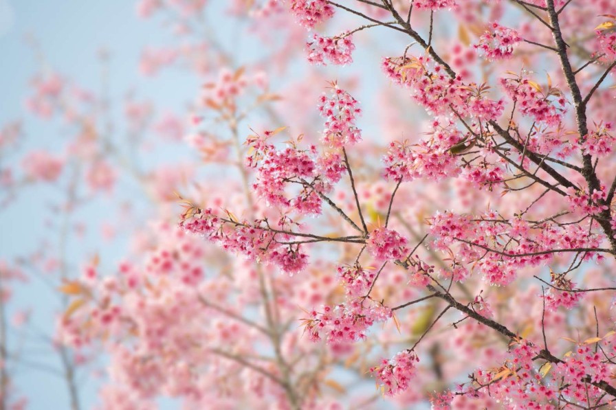 Natuur Wallgroup | Sakura Bloem Fotobehang