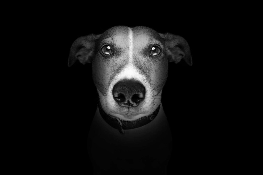 Dieren Wallgroup | Jack Russel Met Een Zwarte Achtergrond Fotobehang