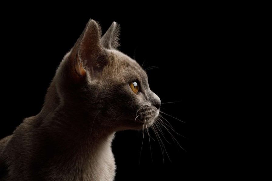 Dieren Wallgroup | Schattig Katje Met Een Zwarte Achtergrond Fotobehang