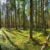 Natuur Wallgroup | Bomen In Het Bos Fotobehang