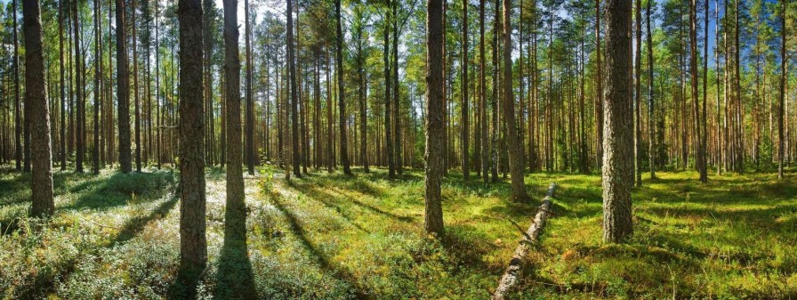 Natuur Wallgroup | Bomen In Het Bos Fotobehang