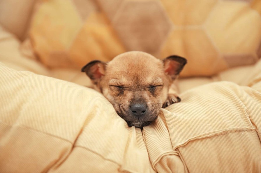 Dieren Wallgroup | Kleine Puppy Slaapt Op Een Kussen Fotobehang