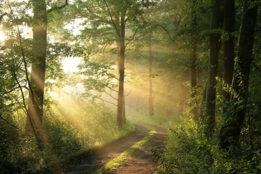 Natuur Wallgroup | Mistige Bosweg Bij Zonsopkomst Fotobehang