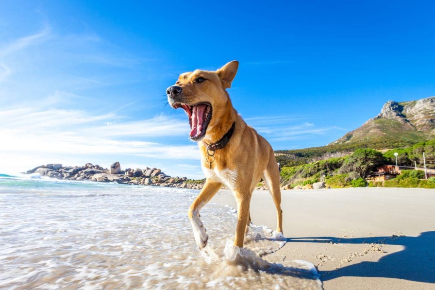 Dieren Wallgroup | Hond In De Zomer Op Het Strand Fotobehang