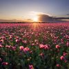 Natuur Wallgroup | Roze Klaprozenveld Bij Zonsondergang Fotobehang