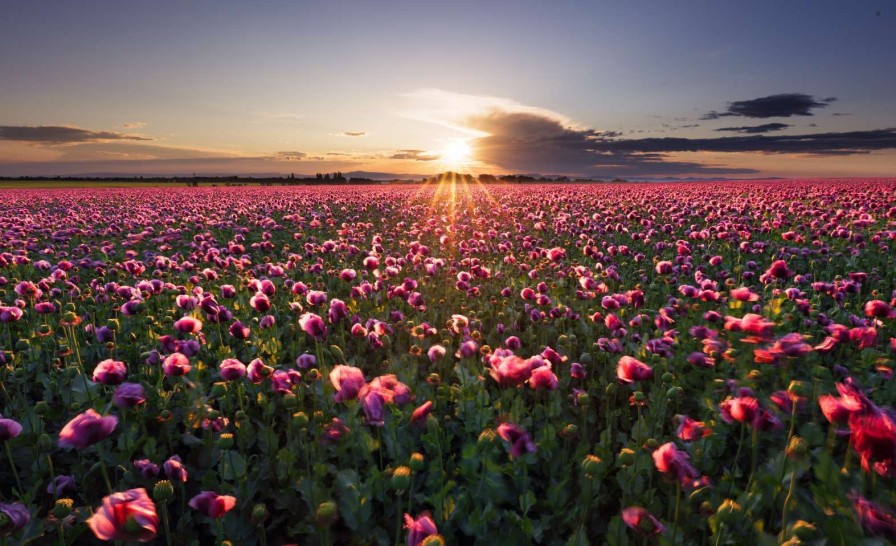 Natuur Wallgroup | Roze Klaprozenveld Bij Zonsondergang Fotobehang