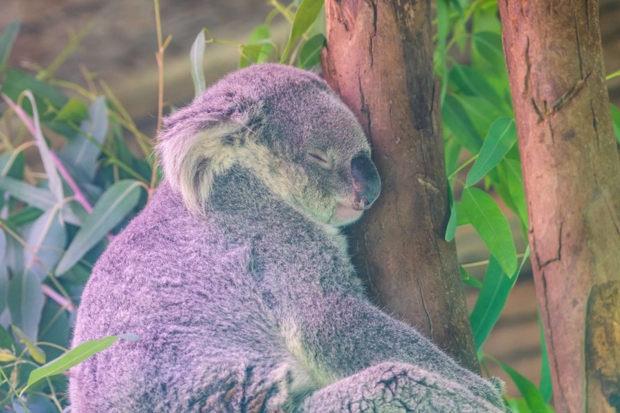 Dieren Wallgroup | Koala Aan Het Slapen Fotobehang