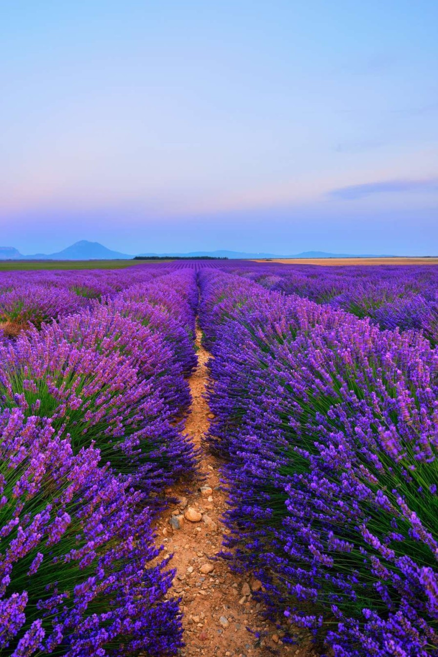 Natuur Wallgroup | Lavendel Landschap Met Bergen Fotobehang