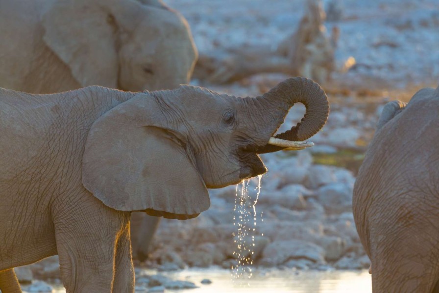 Dieren Wallgroup | Olifanten Drinken Water Fotobehang