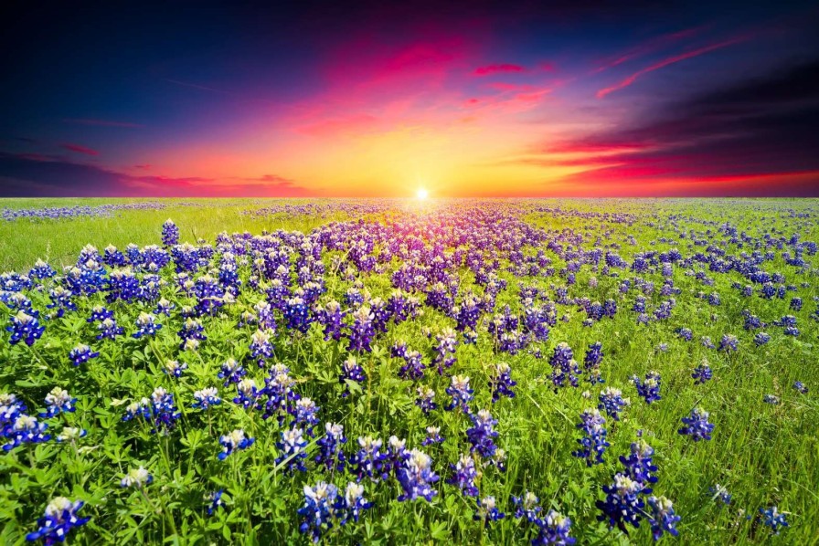 Natuur Wallgroup | Bluebonnets Met Mooie Zonsondergang Fotobehang