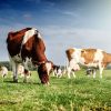 Dieren Wallgroup | Bruin Witte Koeien Aan Het Grazen In De Weide Fotobehang