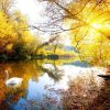 Landschap Wallgroup | Witte Zwaan Op Rivier Met Herfst Fotobehang