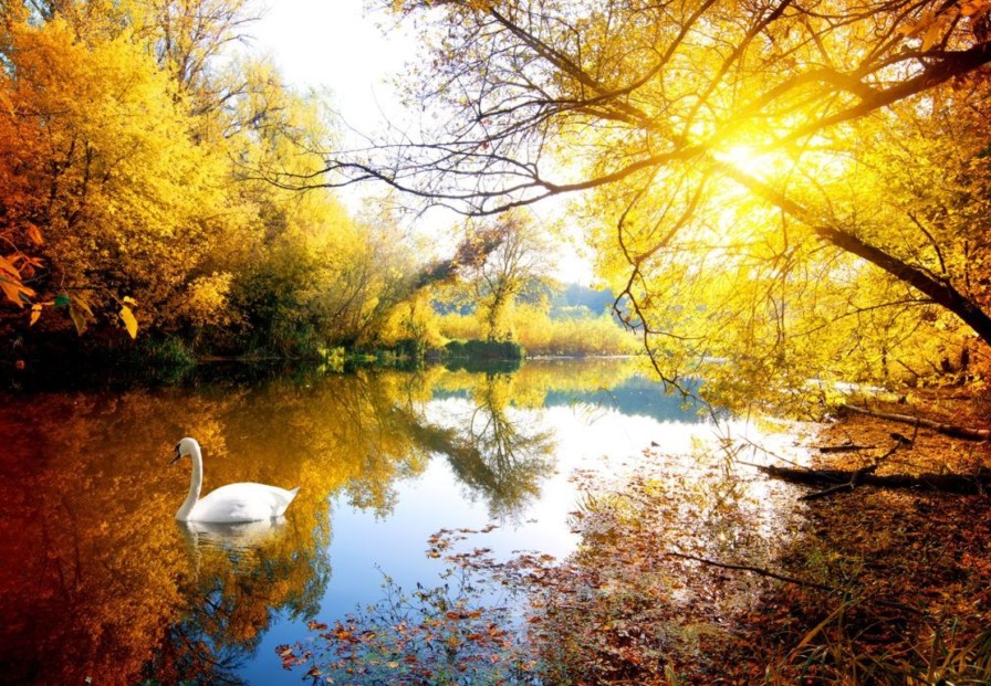 Landschap Wallgroup | Witte Zwaan Op Rivier Met Herfst Fotobehang