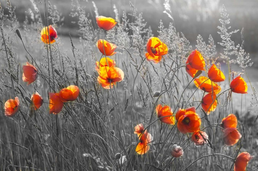 Natuur Wallgroup | Oranje Klaprozen Met Een Zwart-Witte Achtergrond Fotobehang