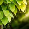 Natuur Wallgroup | Bodhi Bladeren In De Zon Fotobehang