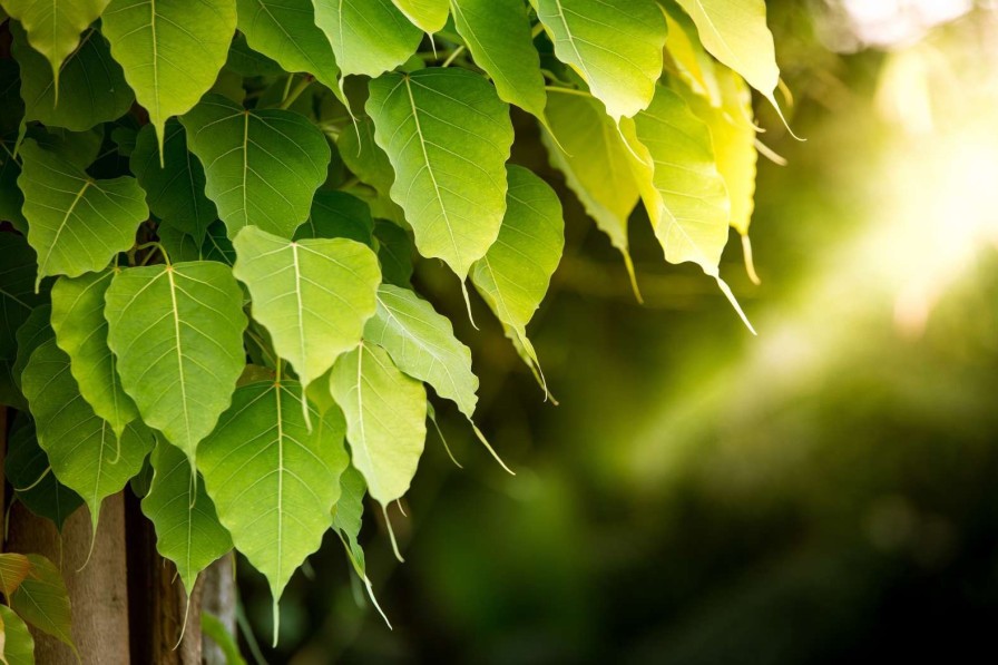 Natuur Wallgroup | Bodhi Bladeren In De Zon Fotobehang