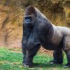 Dieren Wallgroup | Grote Mannelijke Gorilla Fotobehang