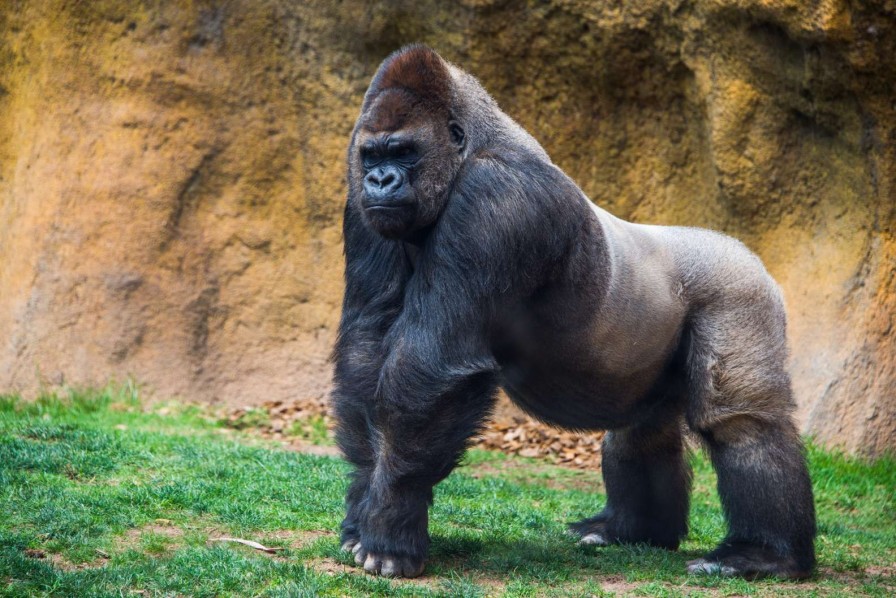 Dieren Wallgroup | Grote Mannelijke Gorilla Fotobehang