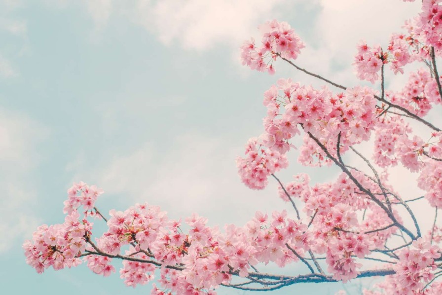 Natuur Wallgroup | Bloesem Met Wolken Op Achtergrond Fotobehang