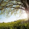 Natuur Wallgroup | Eik In Gras Met Zonnige Achtergrond Fotobehang